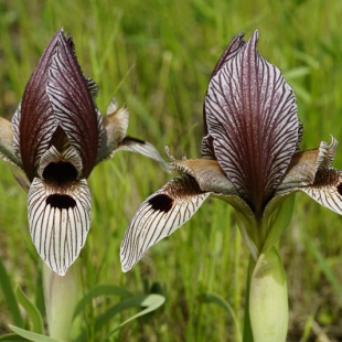 Iris lineolata